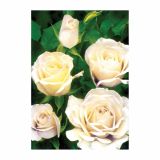 VRTNICA ROSA LONEC 2 L