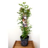 VRTNICA ROSY BOOM L23