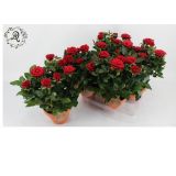 VRTNICA SCARLET MERCEDES L14