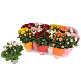 VRTNICA SOBNA KORDANA L10.5 CM