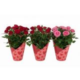 VRTNICA SRČEK L12 CM