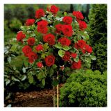 VRTNICA STEBELNA VIŠ 90CM L18