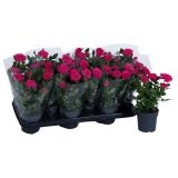 VRTNICA TEMNO ROŽNATA L 10.5 CM