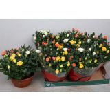 VRTNICA V SKLEDI MIX L21