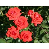 VRTNICA WINDSOR TEMNO ORANŽNA 2L VREČKA