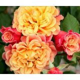 VRTNICA Z ZDRAVIM LISTJEM  ALOHA KORDES VZPENJAVKA L2 L