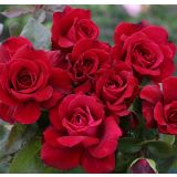 VRTNICA Z ZDRAVIM LISTJEM BELLEVUE KORDES HIBRIDNA ČAJEVKA L2 L