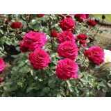 VRTNICA Z ZDRAVIM LISTJEM BELLEVUE KORDES HIBRIDNA ČAJEVKA L2 L