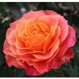 VRTNICA Z ZDRAVIM LISTJEM BETTER TIMES KORDES HIBRIDNA ČAJEVKA L2 L