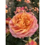 VRTNICA Z ZDRAVIM LISTJEM BETTER TIMES KORDES HIBRIDNA ČAJEVKA L2 L