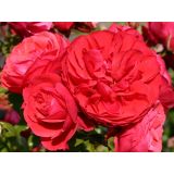 VRTNICA Z ZDRAVIM LISTJEM CHERRY GIRL KORDES MNOGOCVETNICA L2 L