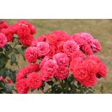 VRTNICA Z ZDRAVIM LISTJEM CHERRY GIRL KORDES MNOGOCVETNICA L2 L