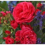 VRTNICA Z ZDRAVIM LISTJEM CHERRY GIRL KORDES MNOGOCVETNICA L2 L