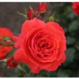 VRTNICA Z ZDRAVIM LISTJEM CHERRY GIRL KORDES MNOGOCVETNICA L2 L