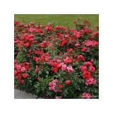 VRTNICA Z ZDRAVIM LISTJEM CHERRY GIRL KORDES MNOGOCVETNICA L2 L