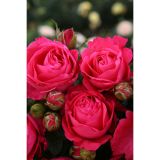 VRTNICA Z ZDRAVIM LISTJEM CHERRY LADY KORDES HIBRIDNA ČAJEVKA L2 L