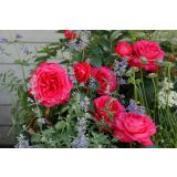 VRTNICA Z ZDRAVIM LISTJEM CHERRY LADY KORDES HIBRIDNA ČAJEVKA L2 L