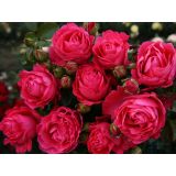 VRTNICA Z ZDRAVIM LISTJEM CHERRY LADY KORDES HIBRIDNA ČAJEVKA L2 L