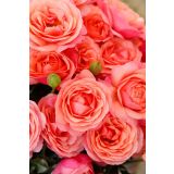 VRTNICA Z ZDRAVIM LISTJEM CORAL LIONS ROSE KORDES MNOGOCVETNICA L2 L