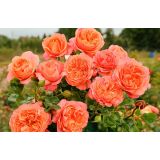 VRTNICA Z ZDRAVIM LISTJEM CORAL LIONS ROSE KORDES MNOGOCVETNICA L2 L