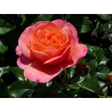 VRTNICA Z ZDRAVIM LISTJEM CORAL LIONS ROSE KORDES MNOGOCVETNICA L2 L