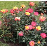 VRTNICA Z ZDRAVIM LISTJEM FLAMING STAR KORDES HIBRIDNA ČAJEVKA L2 L