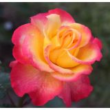 VRTNICA Z ZDRAVIM LISTJEM FLAMING STAR KORDES HIBRIDNA ČAJEVKA L2 L