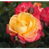 VRTNICA Z ZDRAVIM LISTJEM FLAMING STAR KORDES HIBRIDNA ČAJEVKA L2 L