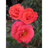 VRTNICA Z ZDRAVIM LISTJEM FLAMINGO KORDES MNOGOCVETNICA L2 L