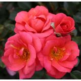 VRTNICA Z ZDRAVIM LISTJEM FLAMINGO KORDES MNOGOCVETNICA L2 L