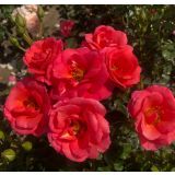 VRTNICA Z ZDRAVIM LISTJEM FLAMINGO KORDES MNOGOCVETNICA L2 L