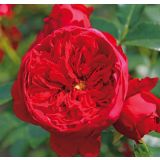 VRTNICA Z ZDRAVIM LISTJEM FLORENTINA KORDES VZPENJAVKA L2 L