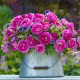 VRTNICA Z ZDRAVIM LISTJEM FRÄULEIN MARIA KORDES MNOGOCVETNICA L2 L