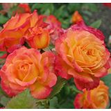 VRTNICA Z ZDRAVIM LISTJEM GARTENSPAß KORDES MNOGOCVETNICA L2 L