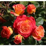 VRTNICA Z ZDRAVIM LISTJEM GARTENSPAß KORDES MNOGOCVETNICA L2 L