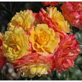 VRTNICA Z ZDRAVIM LISTJEM GARTENSPAß KORDES MNOGOCVETNICA L2 L