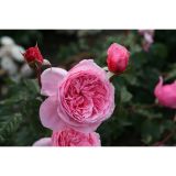 VRTNICA Z ZDRAVIM LISTJEM KISS ME KATE KORDES VZPENJAVKA L2 L