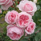 VRTNICA Z ZDRAVIM LISTJEM KISS ME KATE KORDES VZPENJAVKA L2 L