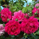 VRTNICA Z ZDRAVIM LISTJEM  LAGUNA KORDES VZPENJAVKA L2 L