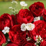 VRTNICA Z ZDRAVIM LISTJEM OUT OF ROSENHEIM KORDES MNOGOCVETNICA L2 L