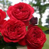 VRTNICA Z ZDRAVIM LISTJEM OUT OF ROSENHEIM KORDES MNOGOCVETNICA L2 L