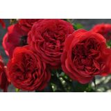 VRTNICA Z ZDRAVIM LISTJEM OUT OF ROSENHEIM KORDES MNOGOCVETNICA L2 L