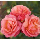 VRTNICA Z ZDRAVIM LISTJEM  PEACH MELBA KORDES VZPENJAVKA L2 L