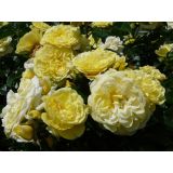 VRTNICA Z ZDRAVIM LISTJEM SOLERO KORDES MNOGOCVETNICA L2 L