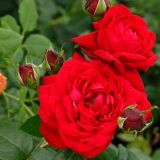 VRTNICA Z ZDRAVIM LISTJEM TIAMO KORDES HIBRIDNA ČAJEVKA L2 L