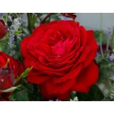 VRTNICA Z ZDRAVIM LISTJEM TIAMO KORDES HIBRIDNA ČAJEVKA L2 L