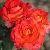 VRTNICA Z ZDRAVIM LISTJEM VULCANO  KORDES HIBRIDNA ČAJEVKA L2 L