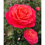 VRTNICA Z ZDRAVIM LISTJEM VULCANO  KORDES HIBRIDNA ČAJEVKA L2 L