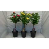 VRTNICA NA STEBLU MIX L21