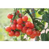 PLODOVKE DOBRO & ZDRAVO CEPLJEN PARADIŽNIK PEPE F1